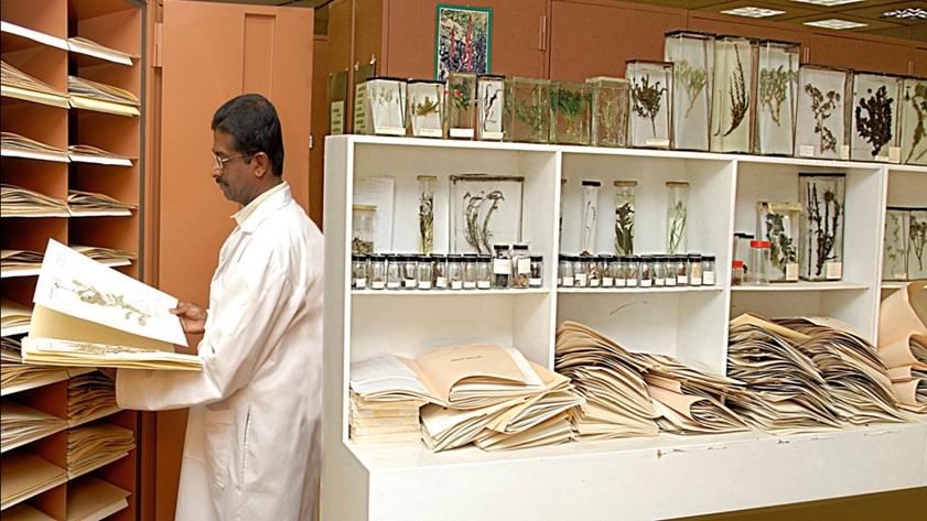 The Herbarium